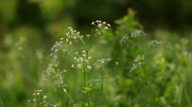small white inflorescences of grass rise above the field of greenery and sway in the gusts of wind