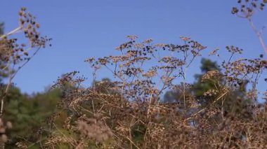 Golden umbrellas of ripe grass sway in the wind to the singing of birds.