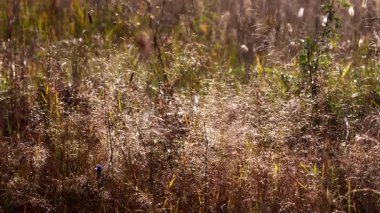 Golden ears of ripe grass seeds sparkle in the sun's rays, covered with drops of dew.