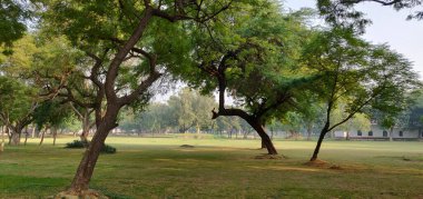 Ağaçlar ve çimenlerin olduğu bir park. Ağaçlar uzun ve yeşildir. Gökyüzü mavi ve berrak