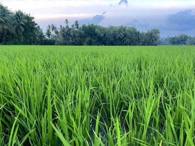 Yeşil pirinç tarlalarının huzur veren yeşil manzarası