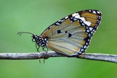 moments of butterflies mating on flowers, butterflies , butterfly,