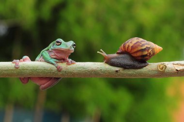 frogs and snails on a tree branch, frog, snail,
