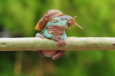 frogs and snails on a tree branch, frog, snail,