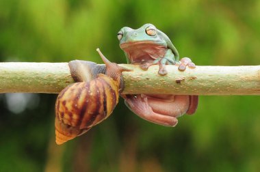 frogs and snails on a tree branch, frog, snail,
