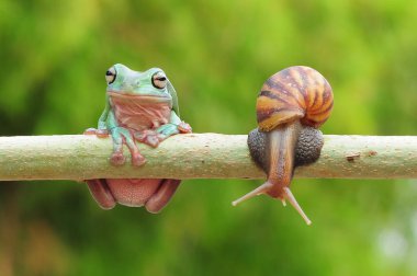 frogs and snails on a tree branch, frog, snail,
