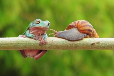frogs and snails on a tree branch, frog, snail,