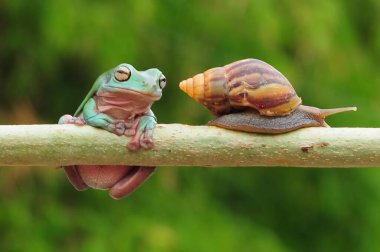 frogs and snails on a tree branch, frog, snail,