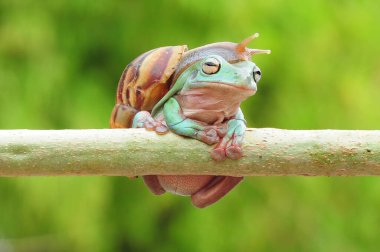frogs and snails on a tree branch, frog, snail,