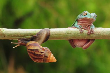 frogs and snails on a tree branch, frog, snail,