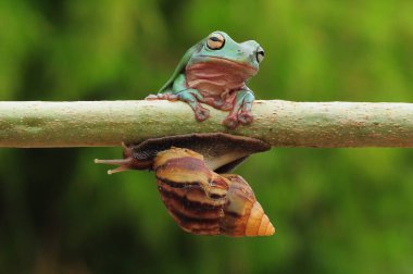 frogs and snails on a tree branch, frog, snail,