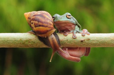 frogs and snails on a tree branch, frog, snail,