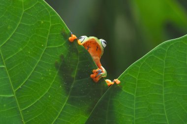 Kurbağa, ağaç kurbağası, uçan kurbağa.,