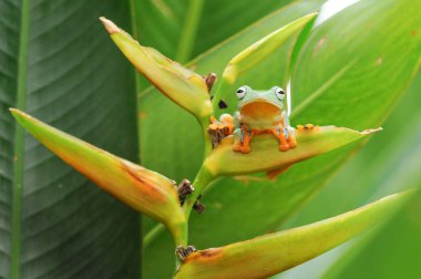 Kurbağa, ağaç kurbağası, uçan kurbağa.,