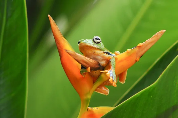 개구리 개구리 개구리 — 스톡 사진