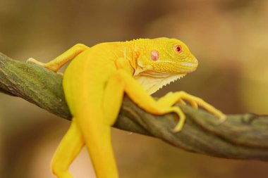 bir dalda albino iguana