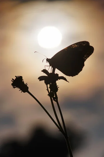 Schmetterlinge Die Sich Auf Blumen Schmetterlingen Schmetterlingen Paaren — Stockfoto