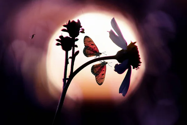 Momentos Mariposas Apareándose Flores Mariposas Mariposas — Foto de Stock