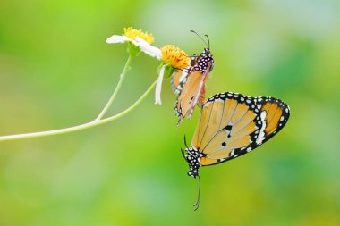 moments of butterflies mating on flowers, butterflies , butterfly,