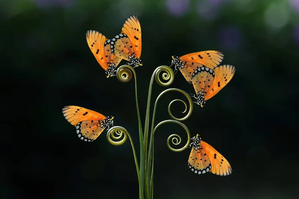 Moments Butterflies Mating Flowers Butterflies Butterfly — Stock Fotó