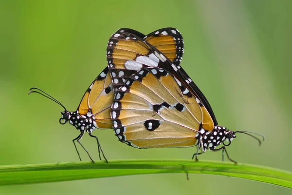 Moments Butterflies Mating Flowers Butterflies Butterfly — Stock Photo, Image