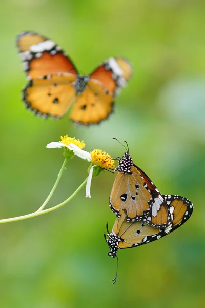 Pillangók Párzási Pillanatai Virágokon Pillangókon Pillangókon — Stock Fotó