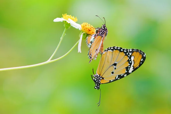 Moments Accouplement Des Papillons Sur Les Fleurs Les Papillons Les — Photo