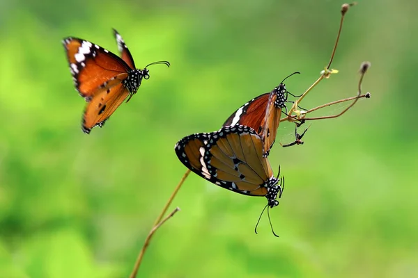 Moments Butterflies Mating Flowers Butterflies Butterfly — Stock Photo, Image