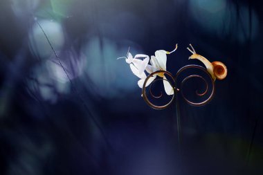 Yuvarlak yapraklı orkide peygamber devesi