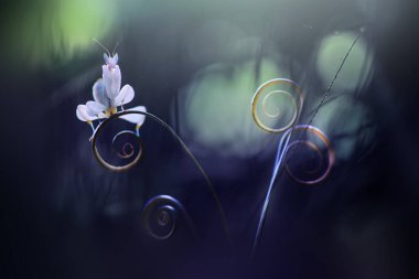 Yuvarlak yapraklı orkide peygamber devesi