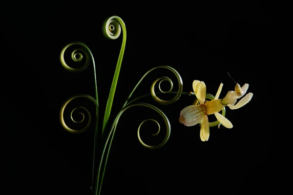 Mantis Orquídea Sobre Hojas Circulares — Foto de Stock