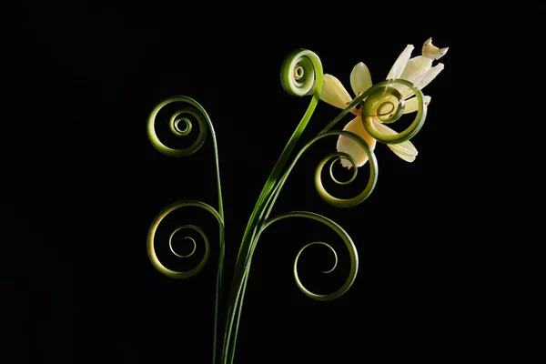 Mantis Orquídea Sobre Hojas Circulares — Foto de Stock