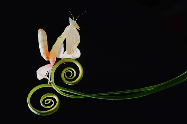 円形の葉に蘭のマンティス — ストック写真