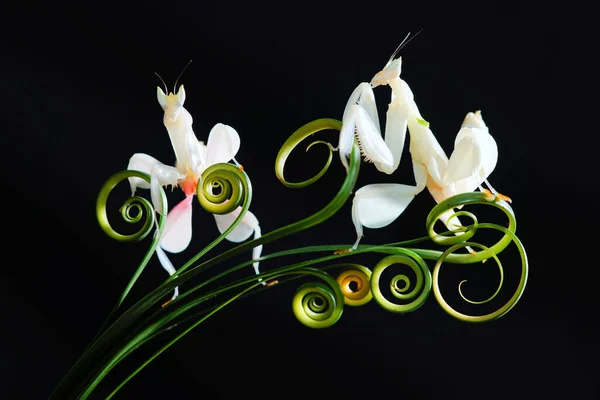 Orchid Mantis Κυκλικά Φύλλα Royalty Free Φωτογραφίες Αρχείου