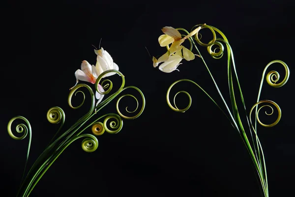 Orchid Mantis Κυκλικά Φύλλα Φωτογραφία Αρχείου