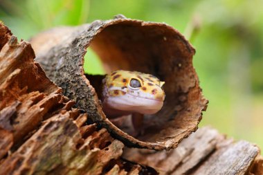 Leopar kertenkele kertenkelesi, kertenkele tahta üzerinde kertenkele,