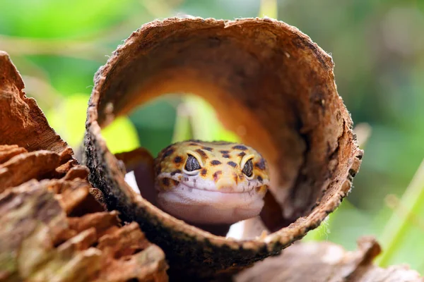Jaszczurka Lampart Gecko Gecko Drewnie — Zdjęcie stockowe