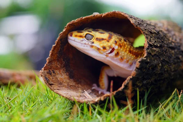 Léopard Lézard Gecko Gecko Sur Bois — Photo