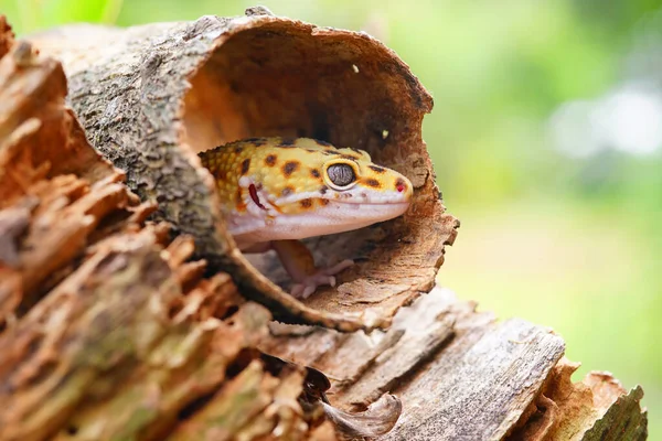Léopard Lézard Gecko Gecko Sur Bois — Photo