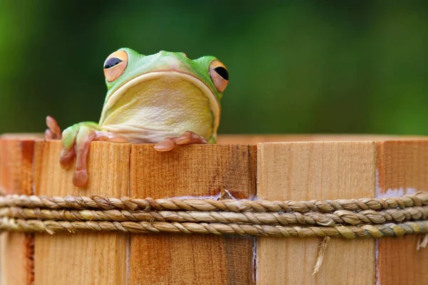 Pretty Tree Frog Frog Wooden Bucket Frog Branch — Stock Photo, Image