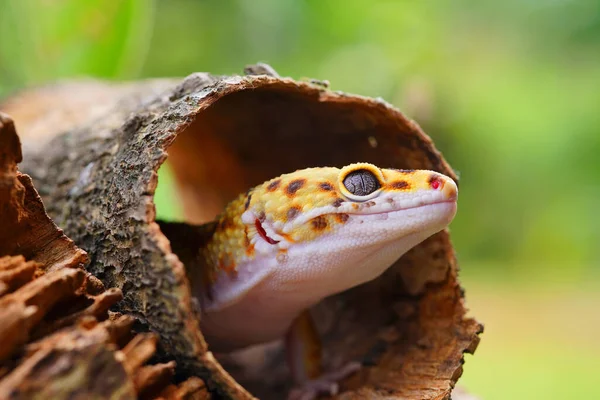 Jaszczurka Lampart Gecko Gecko Drewnie Obraz Stockowy