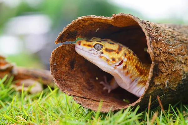 Jaszczurka Lampart Gecko Gecko Drewnie Zdjęcia Stockowe bez tantiem