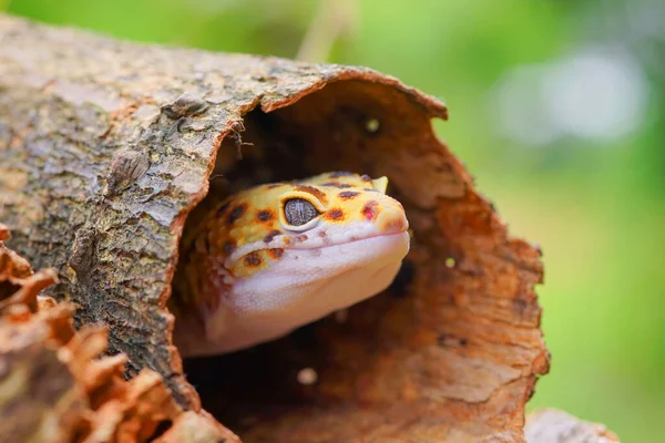Jaszczurka Lampart Gecko Gecko Drewnie Obrazy Stockowe bez tantiem