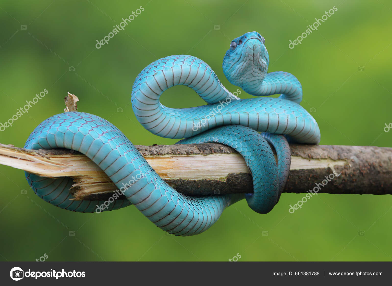 Foto de Cobra Azul Insularis e mais fotos de stock de Cobra