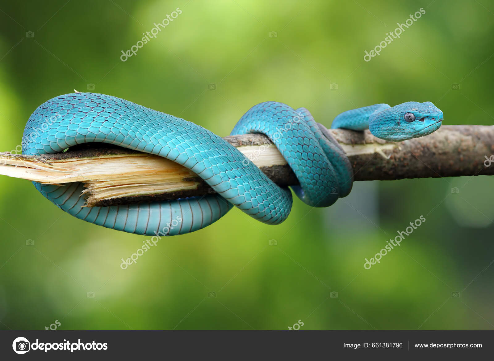 Fotos de Cobra azul, Imagens de Cobra azul sem royalties