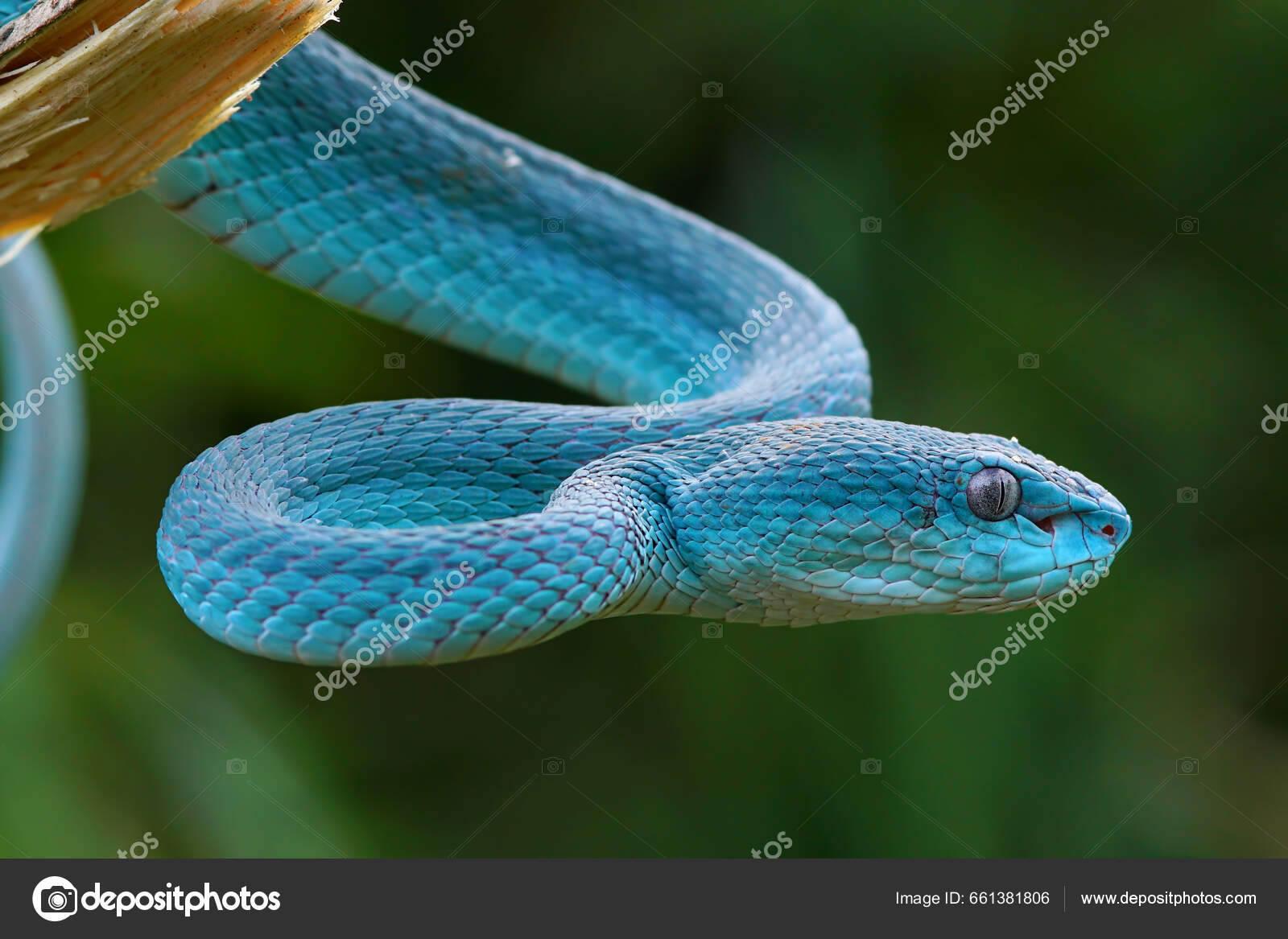 Serpente Azul-insularis Víbora Venenosa Imagem de Stock - Imagem