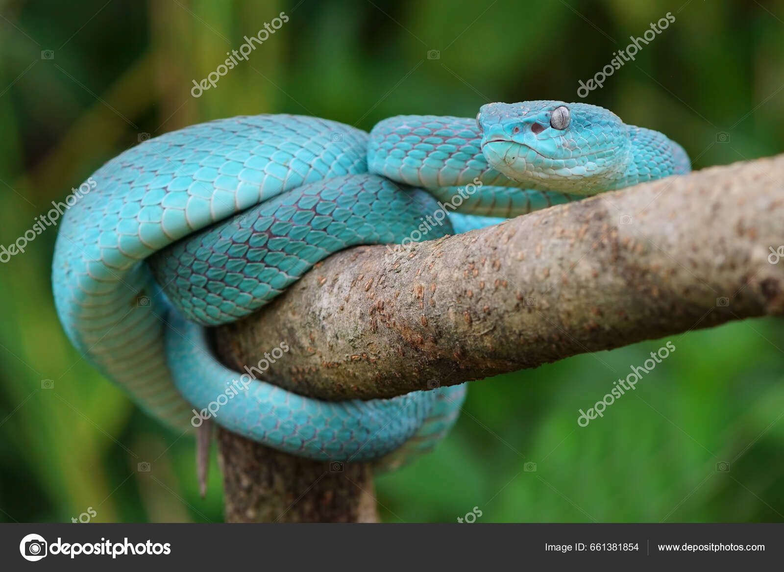 Frente Azul Víbora Cobra Closeup Víbora Cobra Azul Insularis