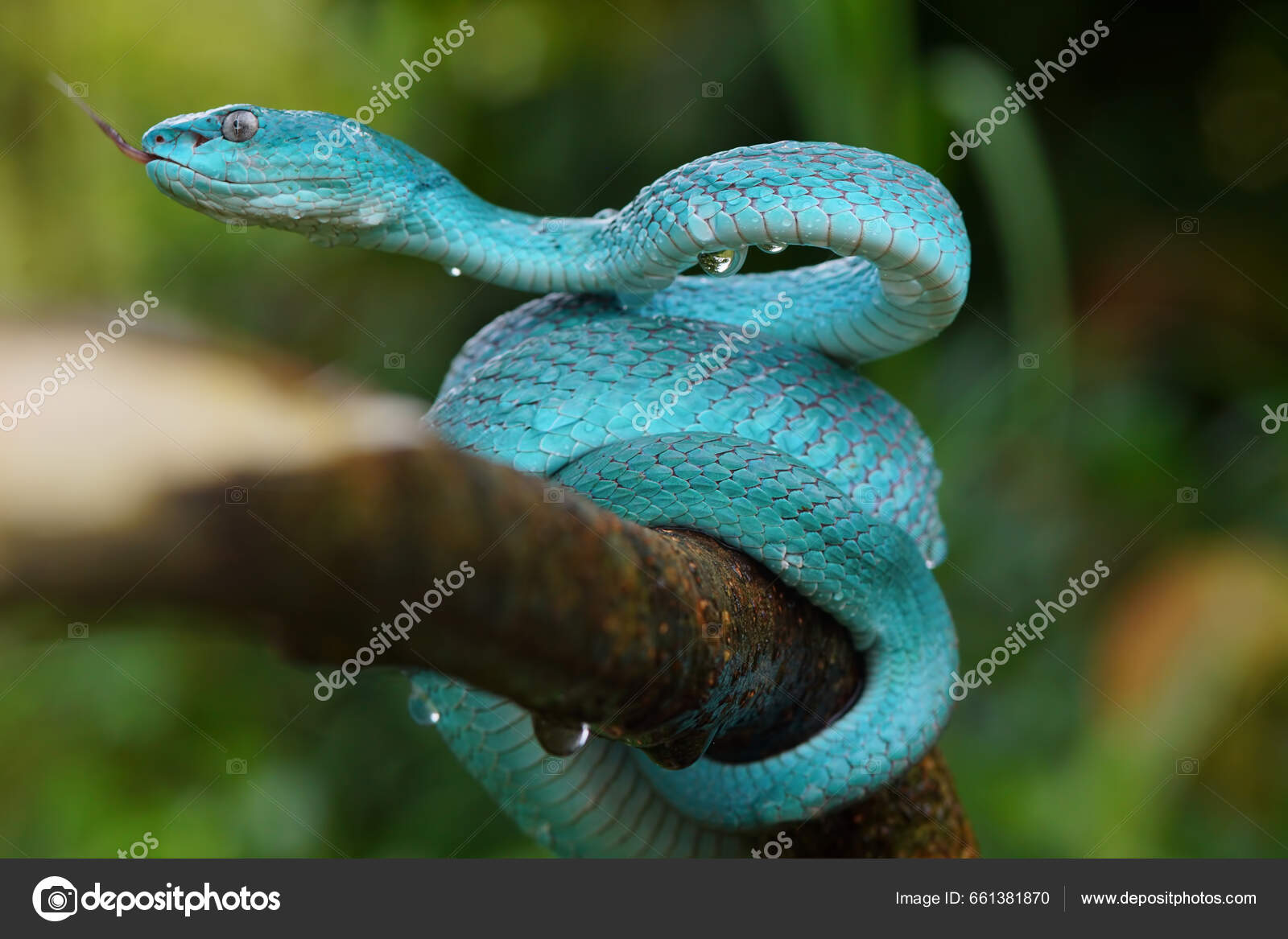 Foto de Cobra Azul Insularis e mais fotos de stock de Cobra