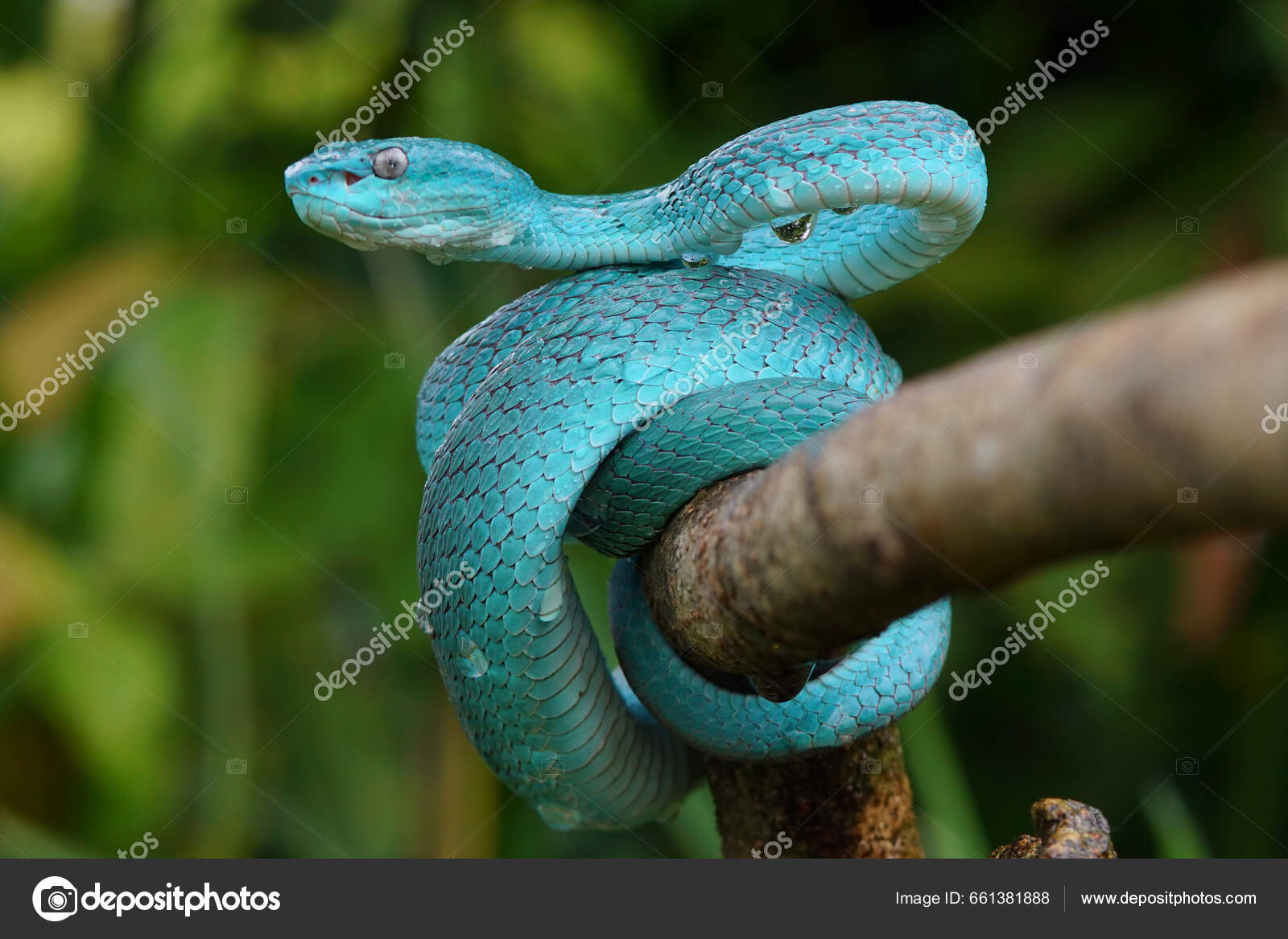 Frente Azul Víbora Cobra Closeup Víbora Cobra Azul Insularis