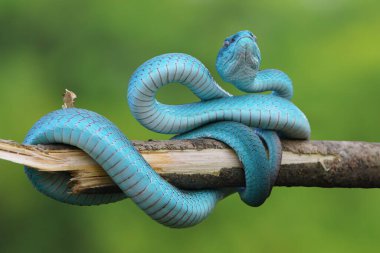 Mavi engerek yılanı, engerek yılanı, mavi insularis, Trimeresurus Insularis, hayvanlara yakın çekim